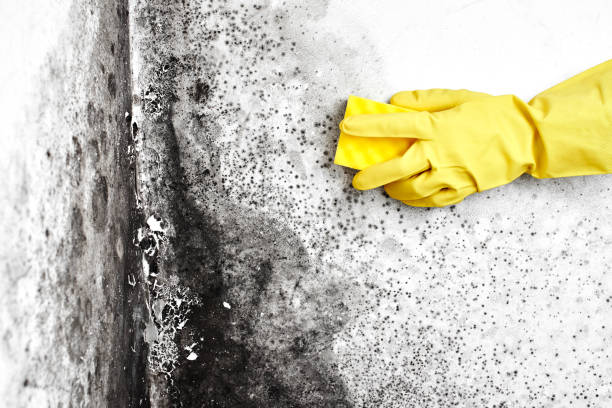 Hemlock, MI Mold Removal Company